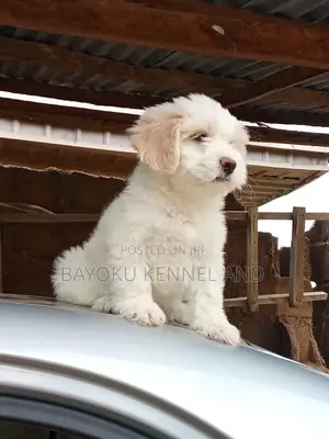 1-3 months Female Purebred Lhasa Apso