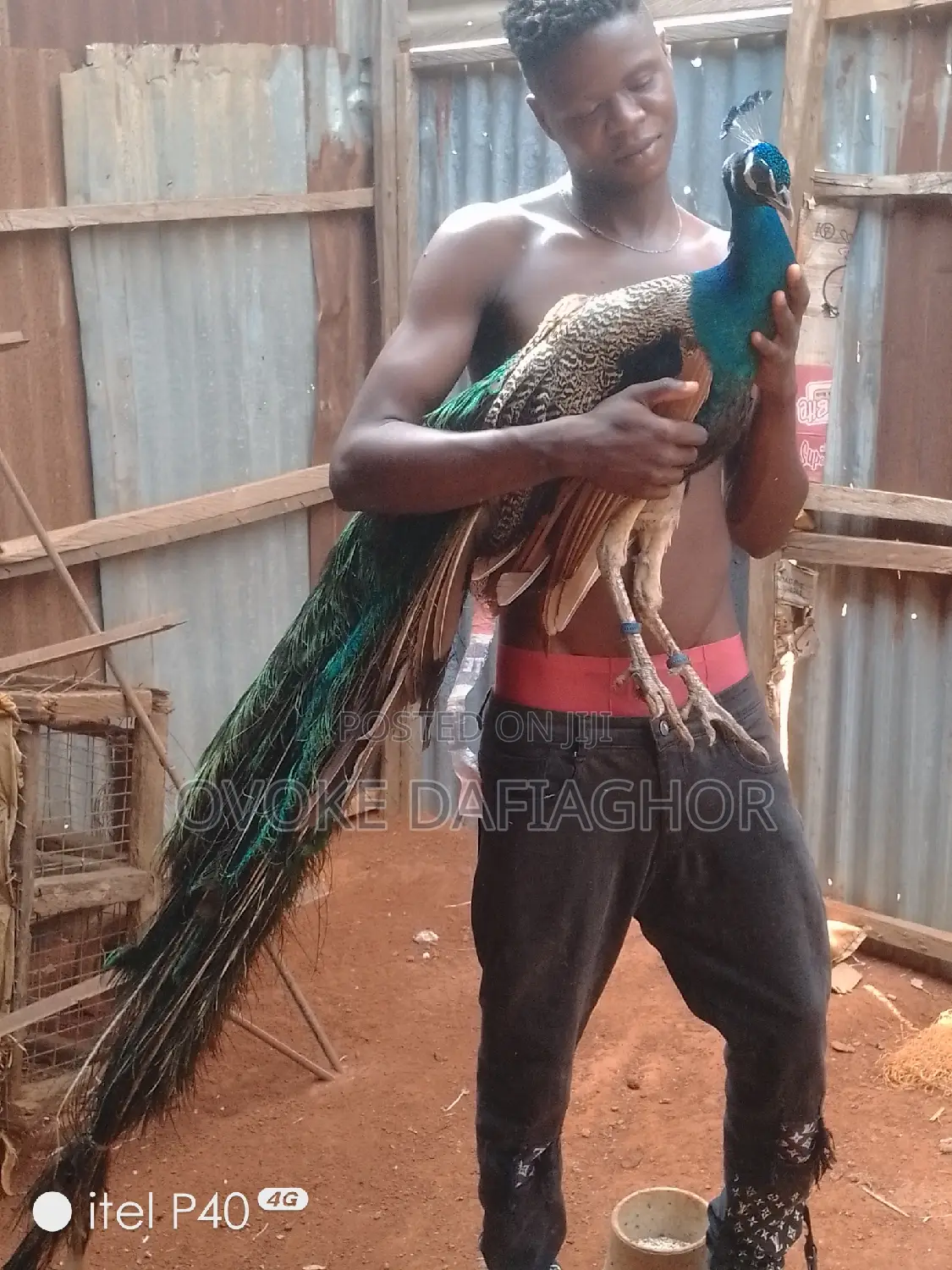 Indian Peacock