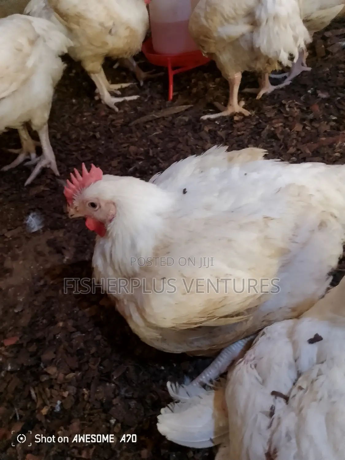 Live Broiler Birds