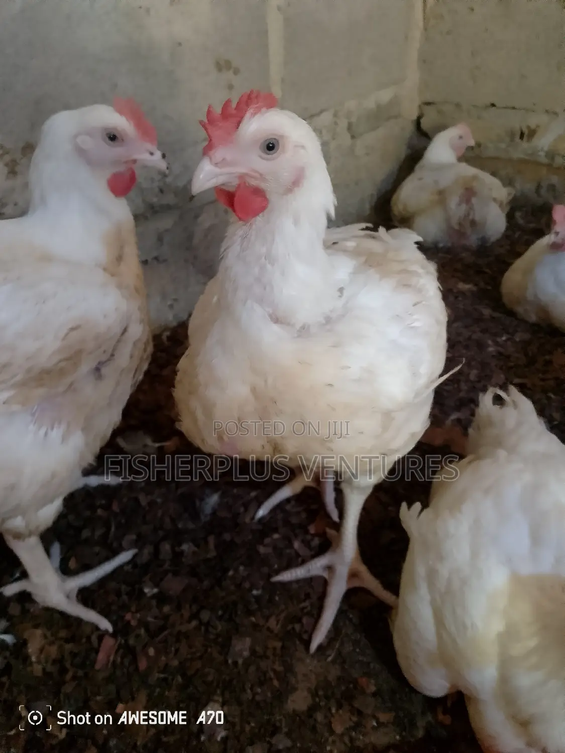 Live Broiler Birds