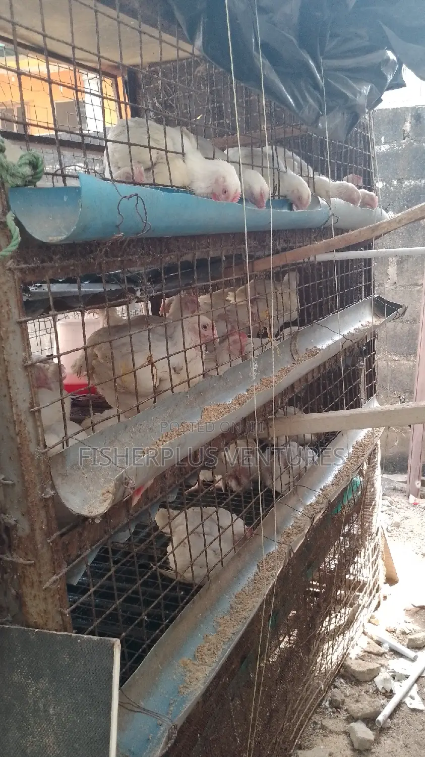 Live Broiler Birds