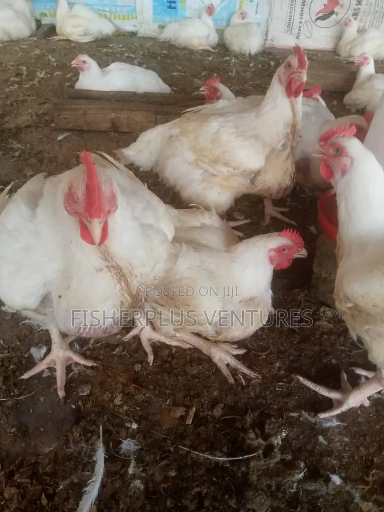 Live Broiler Birds
