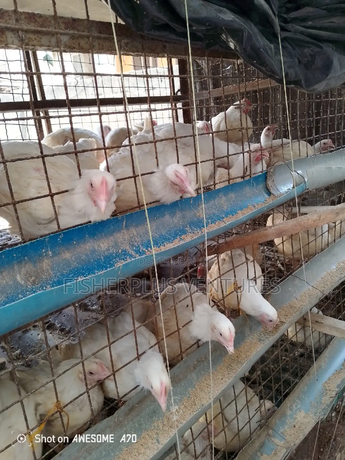 Live Broiler Birds