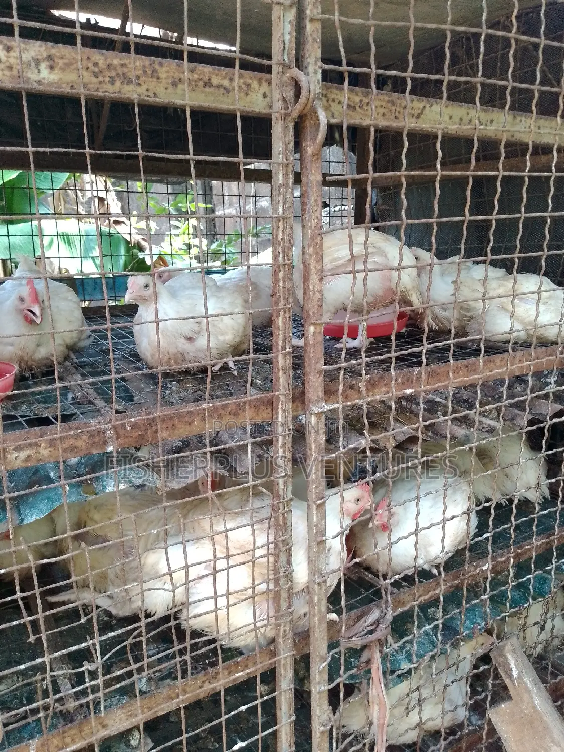 Live Broiler Birds