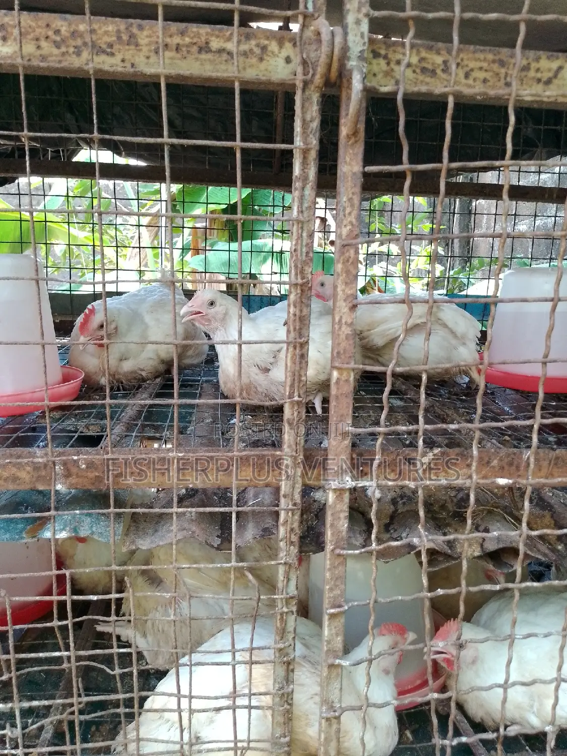 Live Broiler Birds