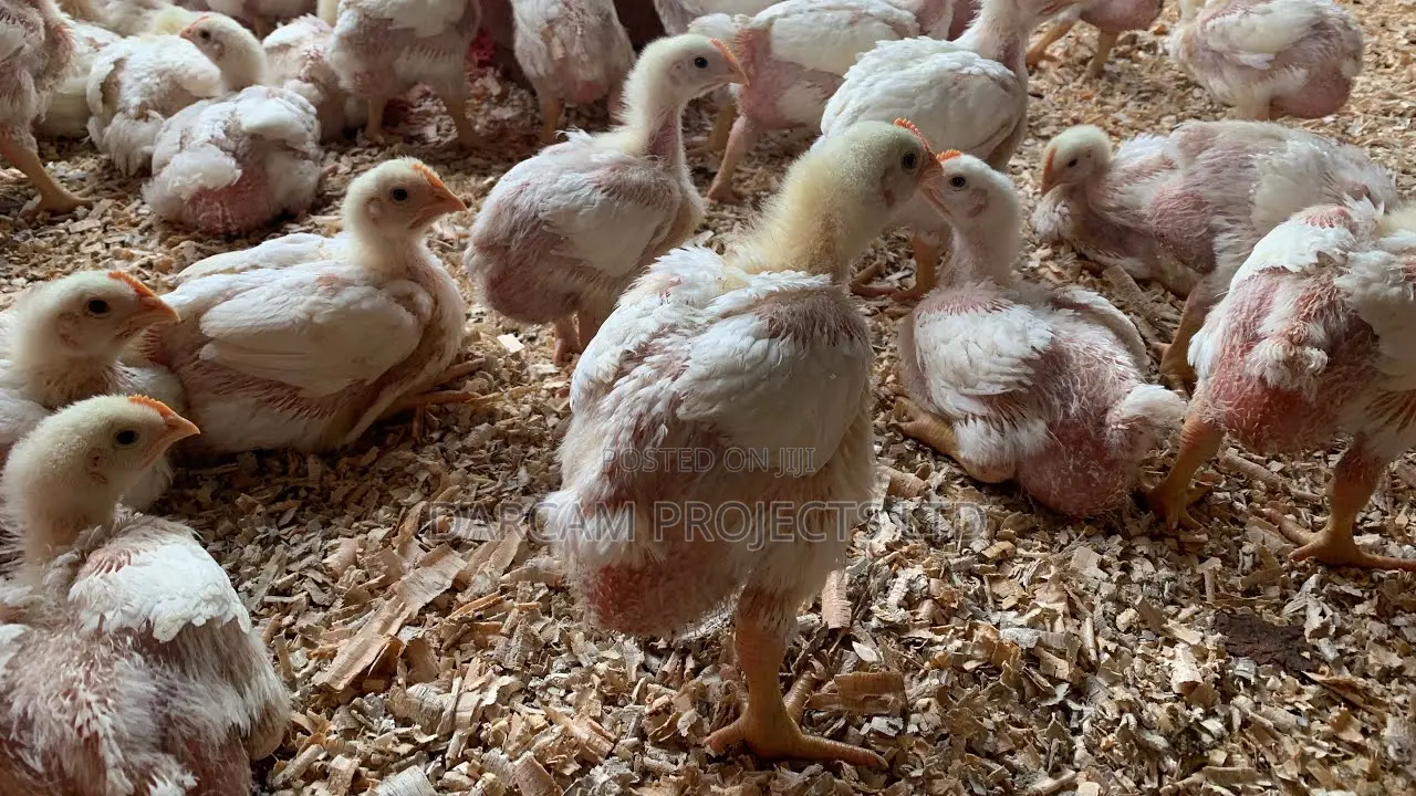 4 Weeks Old Broilers
