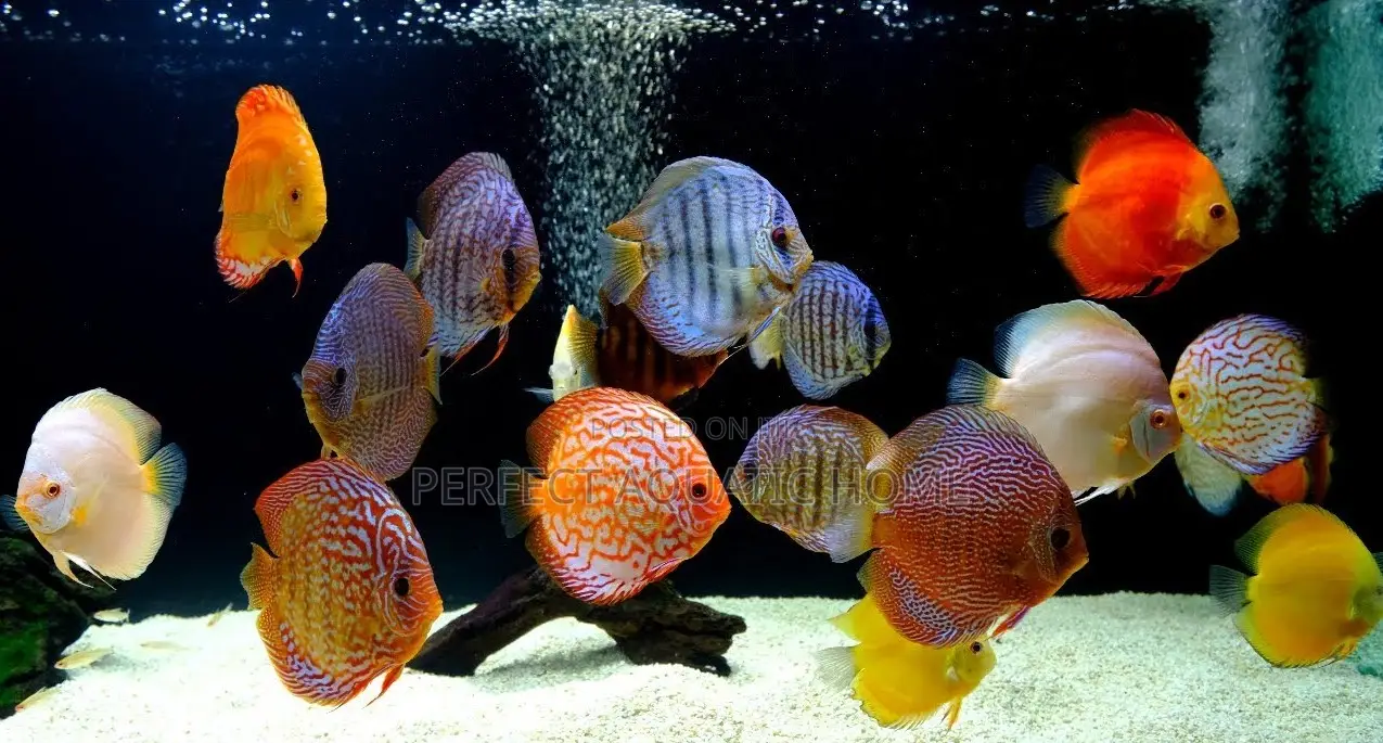 Discus Fish 8cm