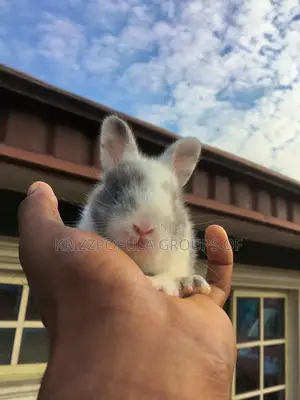 Foreign Rabbits