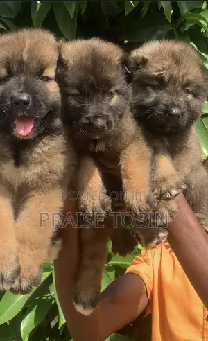 1-3 months Female Purebred Caucasian Shepherd