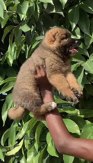 1-3 months Male Purebred Caucasian Shepherd