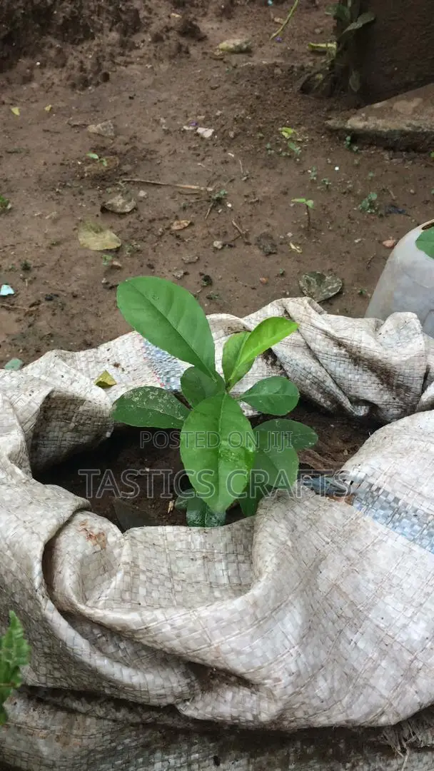 Young Dates Plant and Other Seedlings