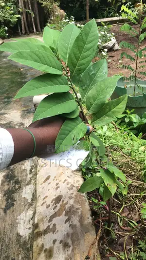 Young Dates Plant and Other Seedlings