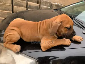 1-3 months Female Purebred Boerboel