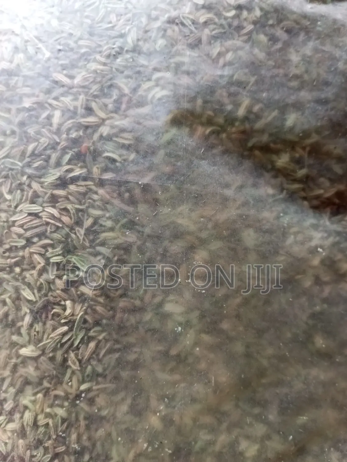 Fennel Seeds 100g