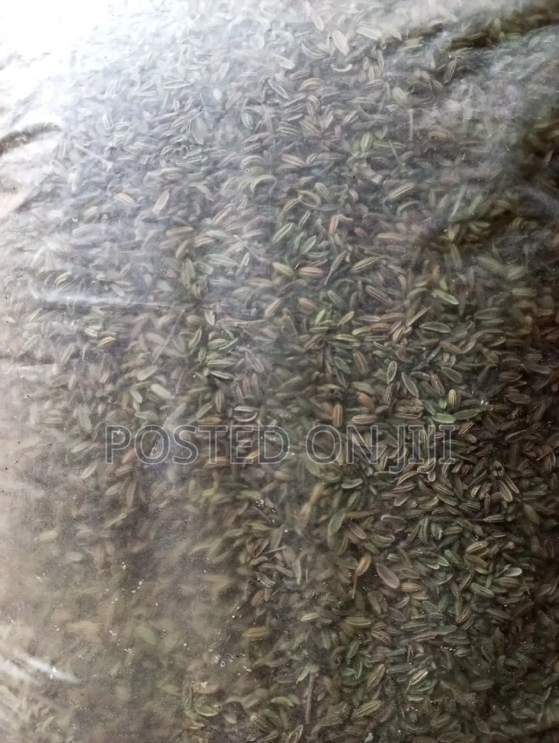 Fennel Seeds 100g