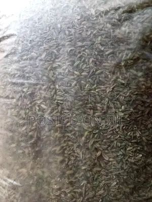 Fennel Seeds 100g