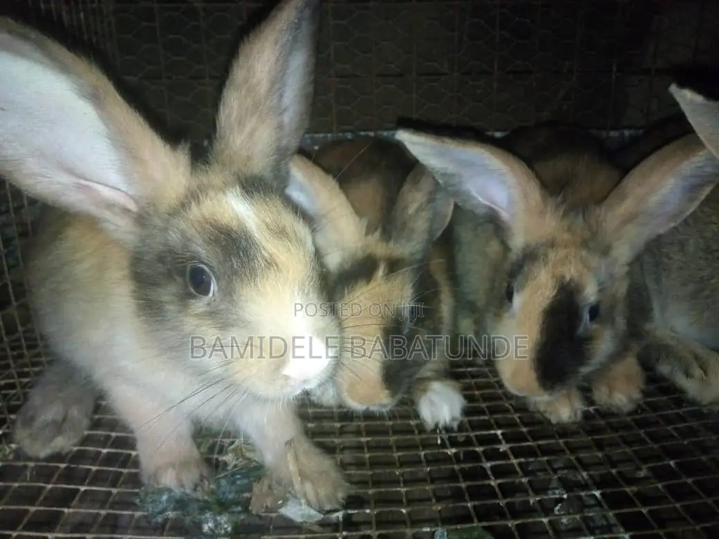 Mature Rabbits