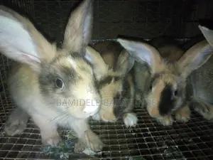 Mature Rabbits