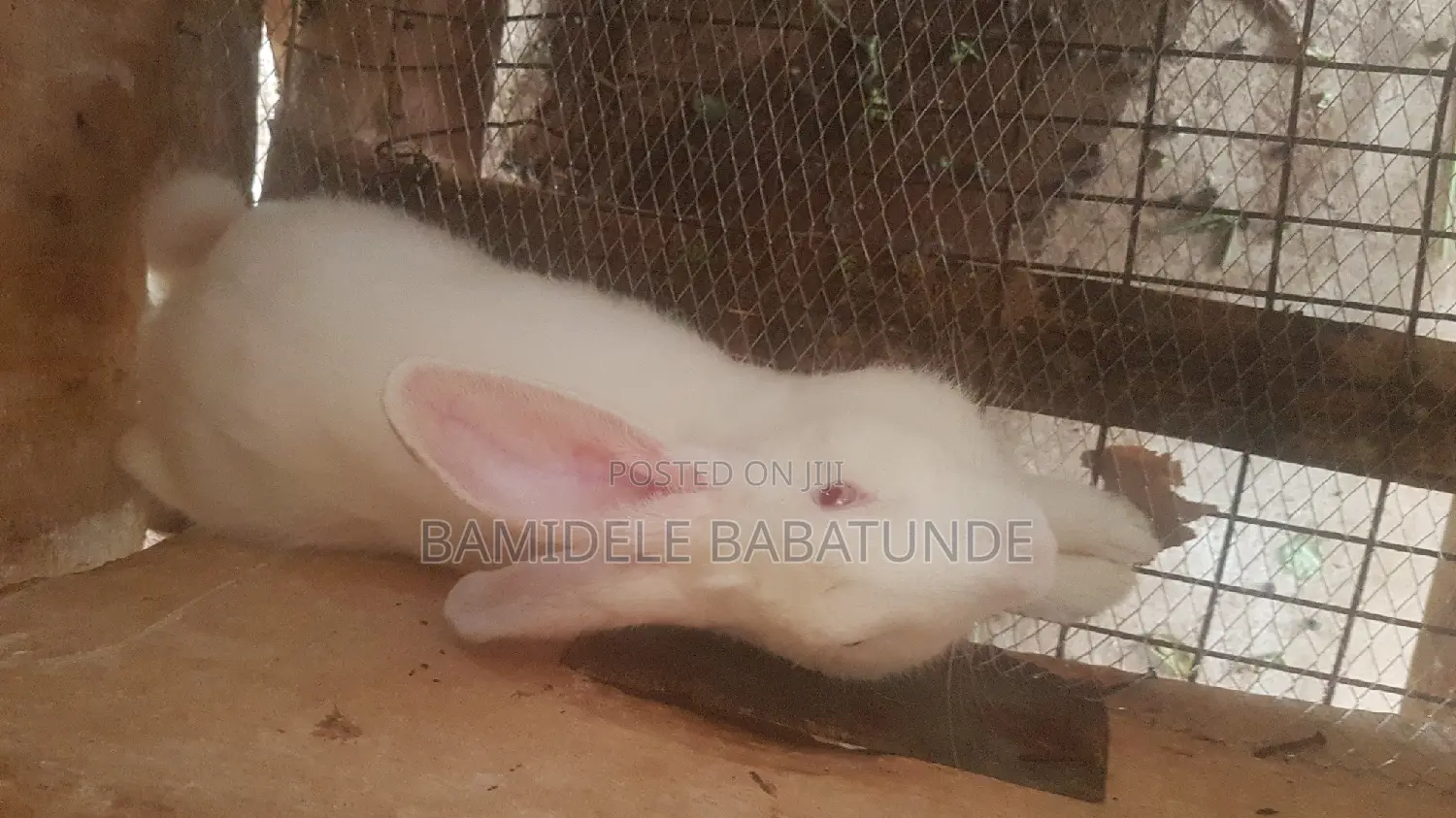 Mature Rabbits
