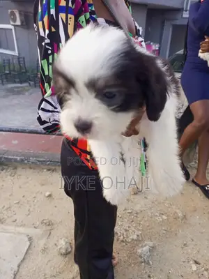 1-3 months Male Purebred Lhasa Apso