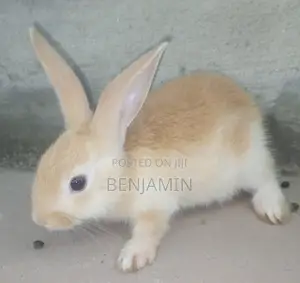 Photo - 7 to 8 Weeks Old Rabbits for Sale