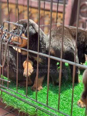 1-3 months Male Purebred Rottweiler