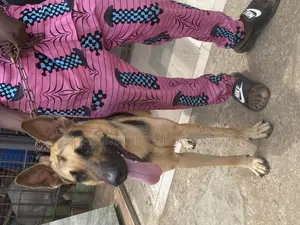 1+ year Female Purebred German Shepherd