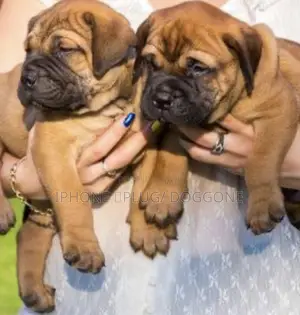 1-3 months Male Purebred Bullmastiff