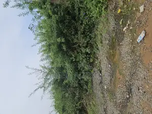 A Bareland at Freedom Way Lekki Phase 1