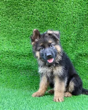 1-3 months Female Purebred German Shepherd