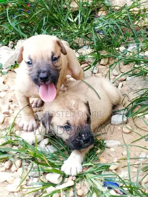 1-3 months Female Purebred Boerboel