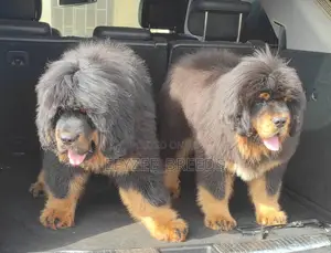 Photo - 1-3 months Female Purebred Tibetan Mastiff