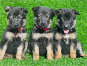 1-3 months Female Purebred German Shepherd