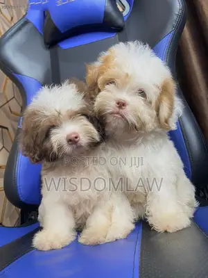 1-3 months Female Purebred Lhasa Apso
