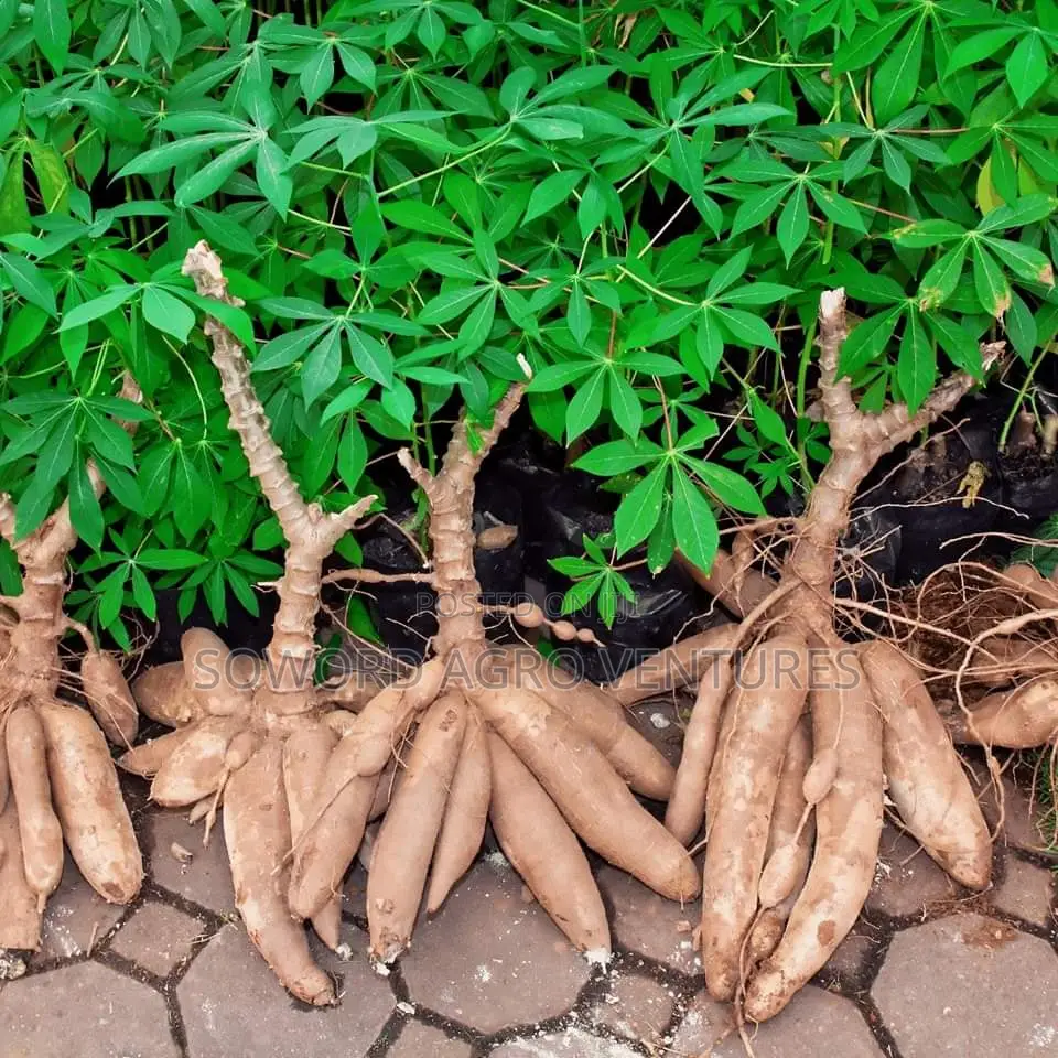 Hybrid Cassava Stem