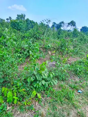 Photo - Farmland for Sale in Owode via Interchange by Isiun Junction