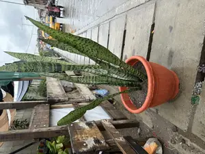 Snacks Plant and Pots