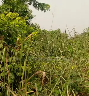 Lovely and Nice Land Selling Hot at Ikoyi for Good Rate