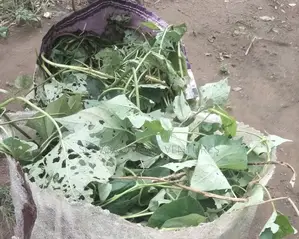 Hybrid Sweet Potato Vines