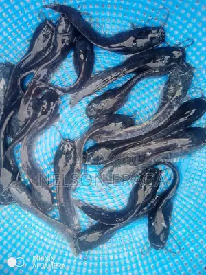 Mature Juveniles