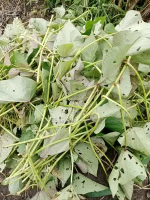 Sweet Potatoes Stem Cuttings