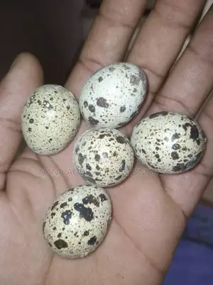 Quails Bird And Eggs