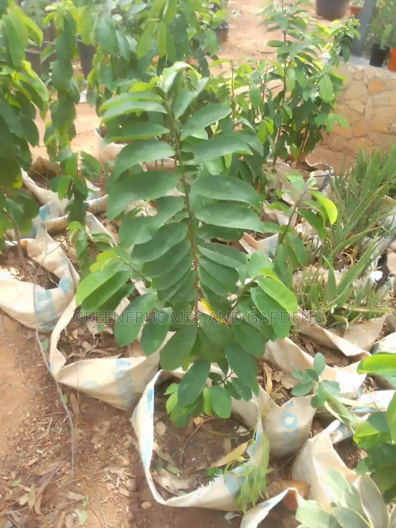 Soursop Seedlings