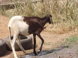 Youny Uda Sheep and Koroji Sheep (Vaccinated Quarantine)
