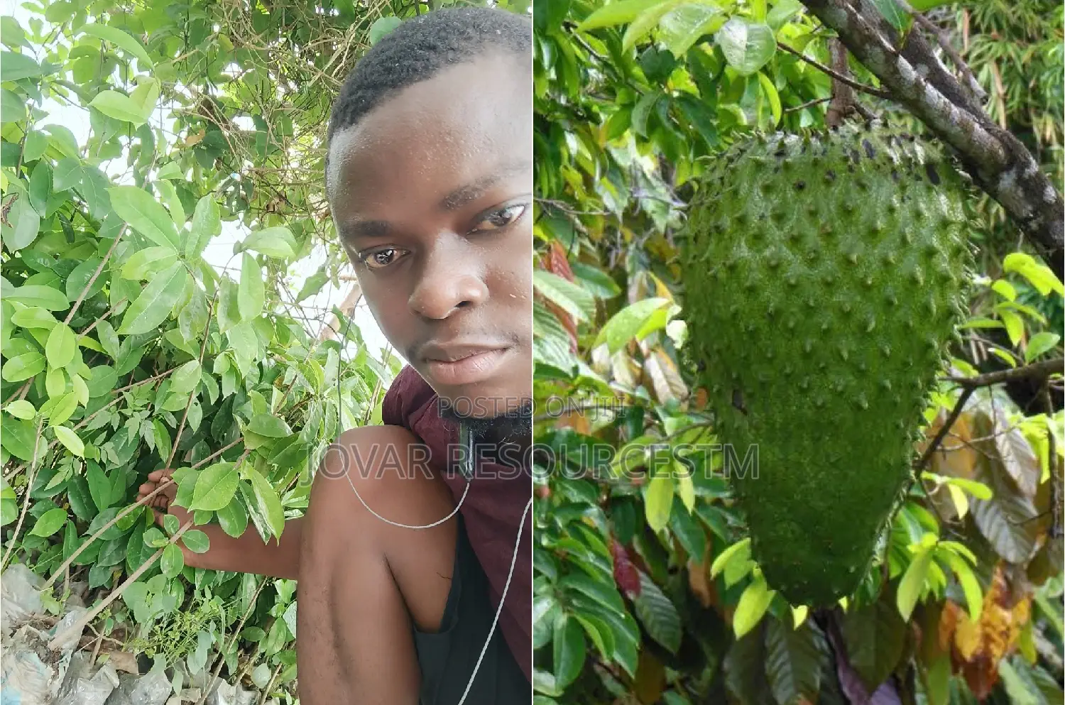Best Soursop Seedling