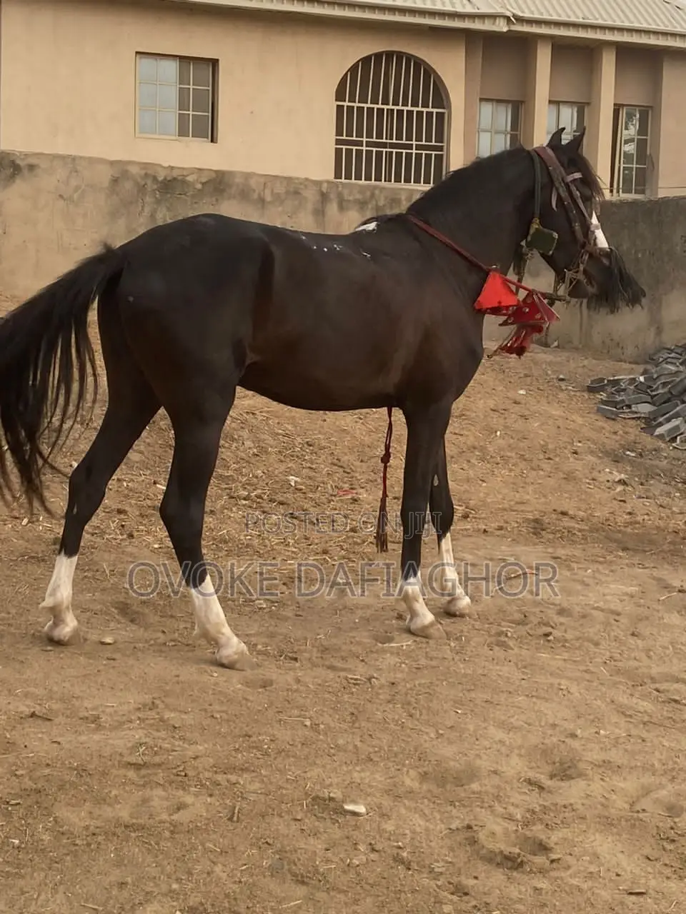 Nice Horse