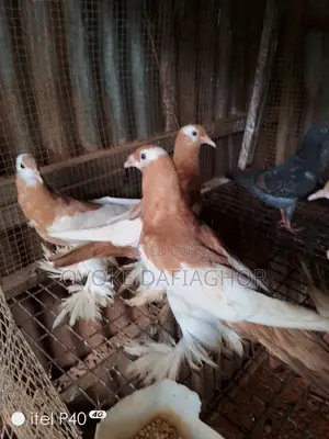 Photo - Golden Pouter Pidgeons