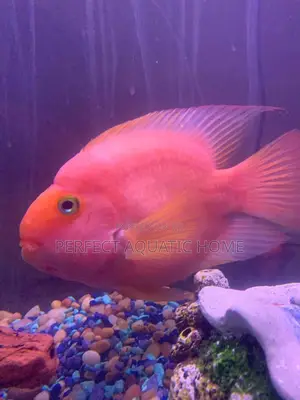 Pink Parrot Fish
