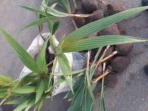Coconut Plant ( Hybrid Yellow and Green)