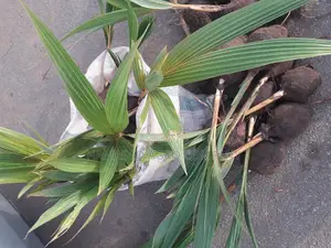 Coconut Plant ( Hybrid Yellow and Green)